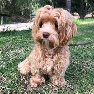 Meet your Posher, Allison